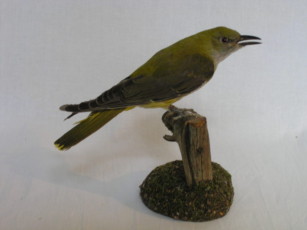 Preparát vlhy hájovej