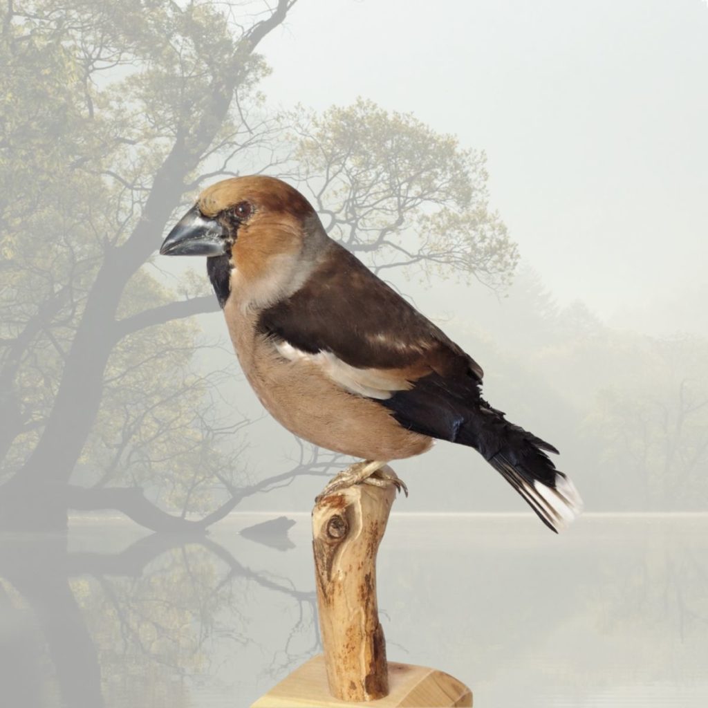 Preparát vtáka - glezg hrubozobý