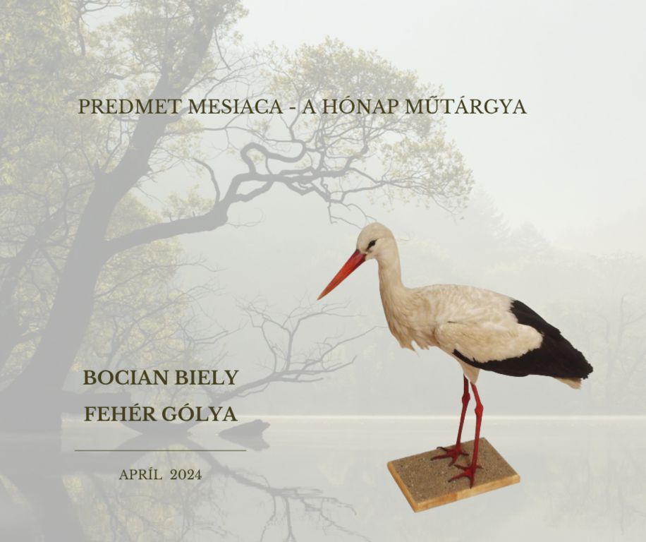 preparát bociana bieleho