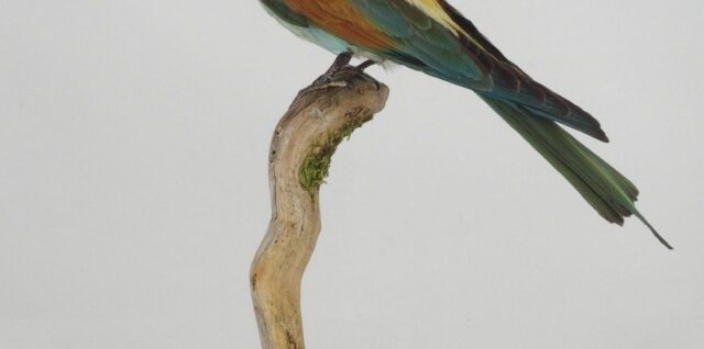 Včelárik zlatý, Gemersko-malohontské múzeum