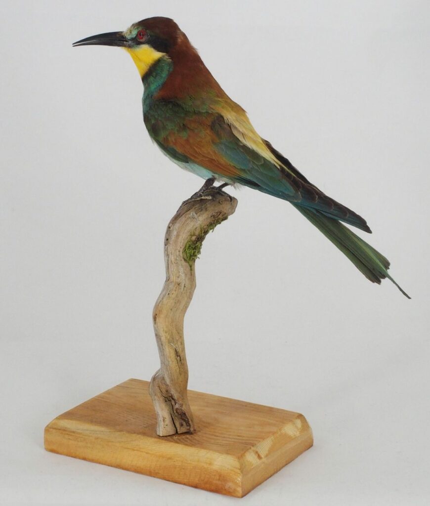 Včelárik zlatý, Gemersko-malohontské múzeum