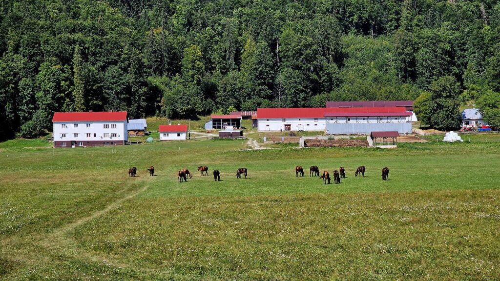 Kone norik muránsky na Veľkej lúke na Muránskej planine