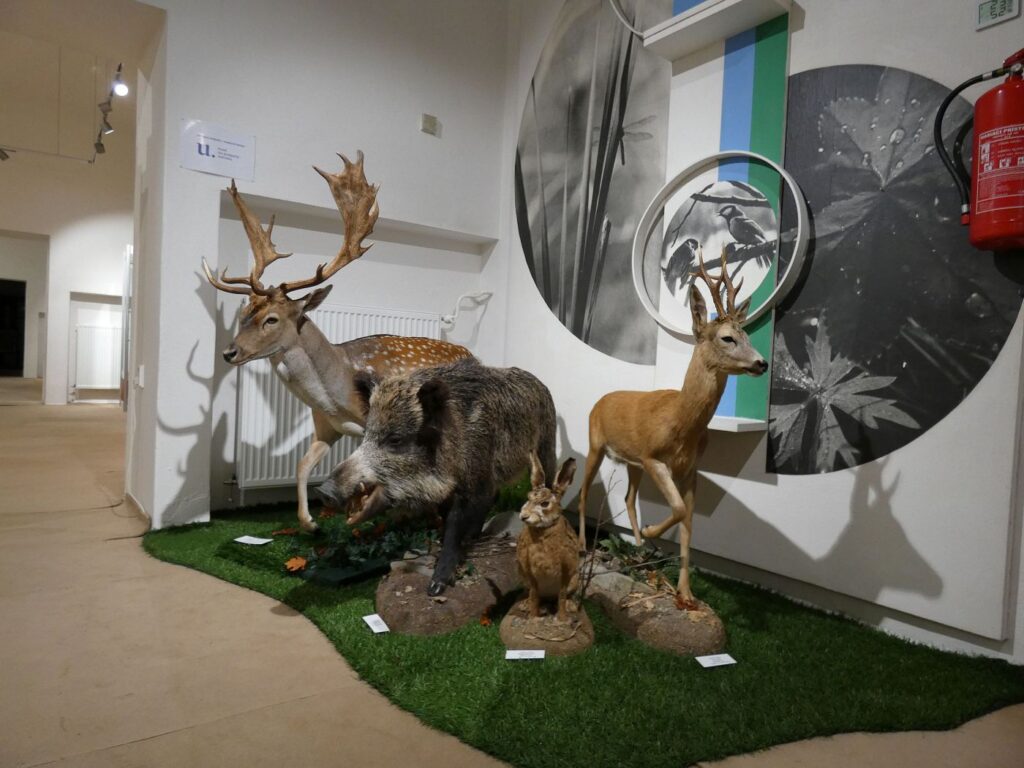 Daniel škvrnitý, dermoplastický preparát