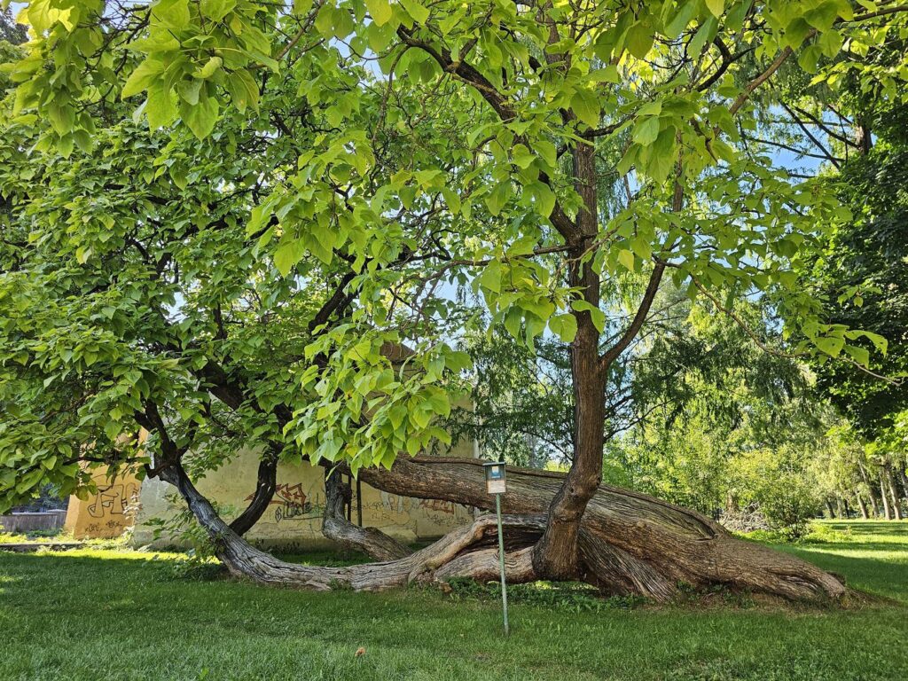 Katalpa bignóniovitá, najstarší strom v Hnúšti