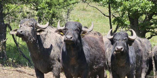 Safari v Maďarsku, byvoly