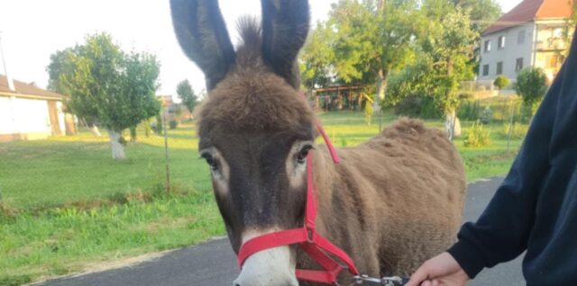 Somár, Veľké Dravce