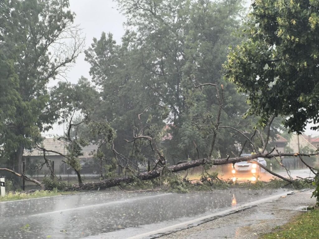 Padnutý strom na ceste