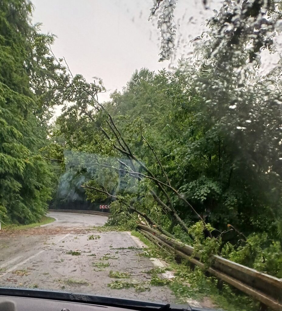 Popadané stromy na Dobšinskom kopci