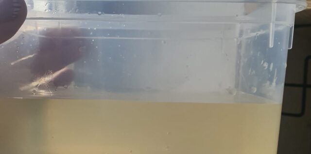 Špinavá žltá voda Revúca