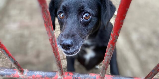 Útulok Šťastné labky Fiľakovo, pes, psík